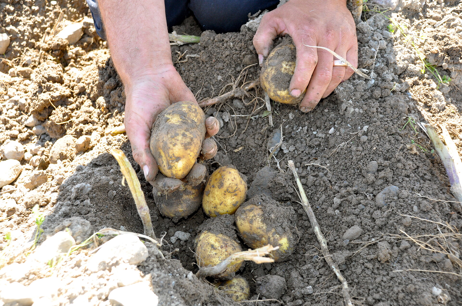 Kartoffeln auf dem Acker. Foto: Thomas Alföldi, FiBL