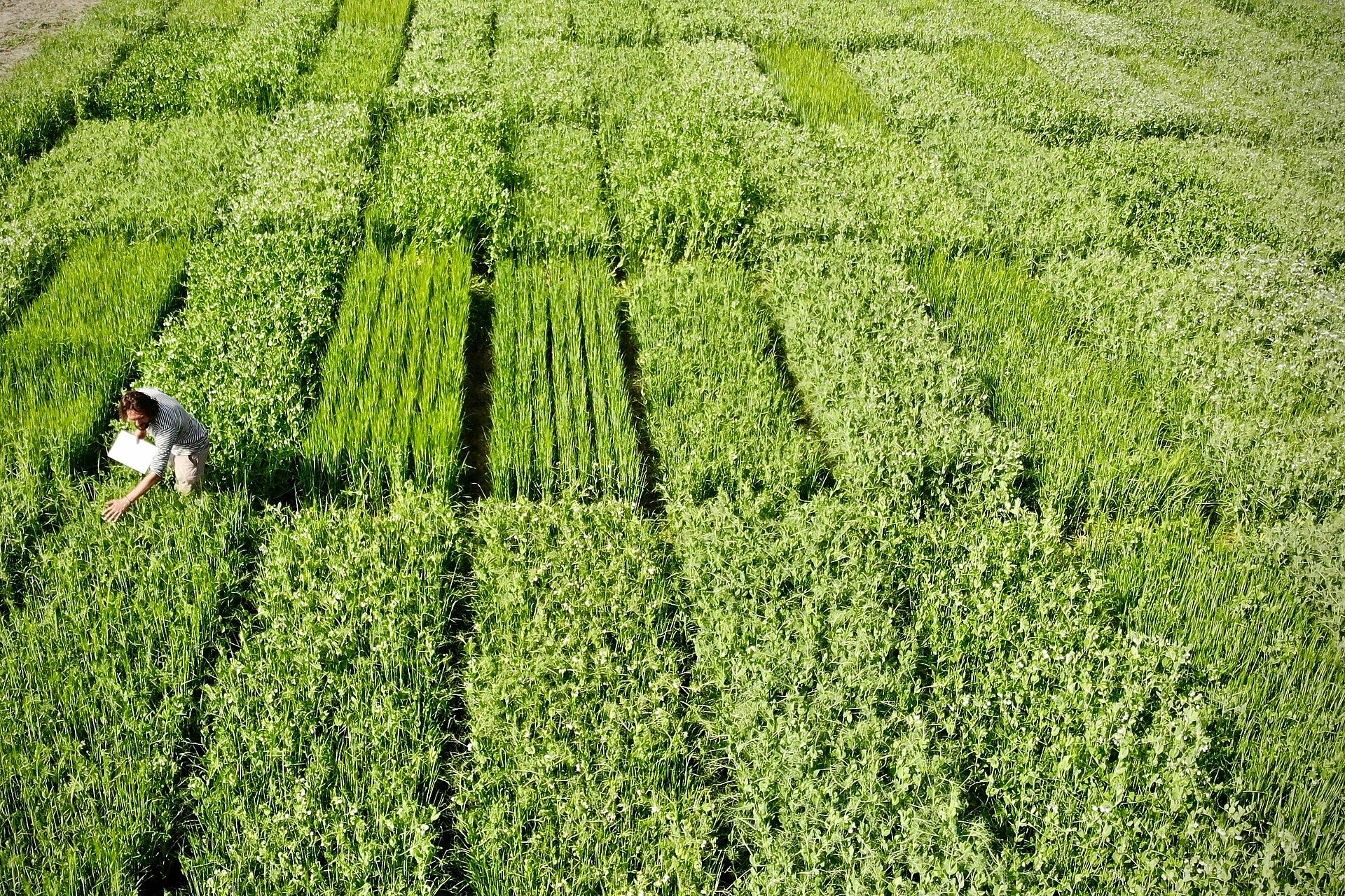 Mann auf Feld mit Versuchsparzellen. Foto: Thomas Alföldi, FiBL. Foto: Thomas Alföldi, FiBL