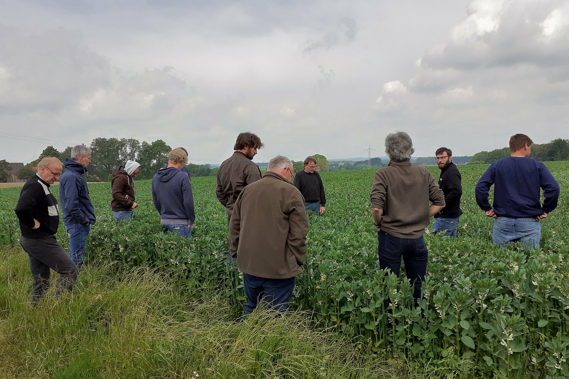 Landwirt*innen betrachten Ackerbohnenbestand. Foto: Wilfried Stegmann, KÖN